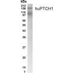 PTCH Antibody in Western Blot (WB)