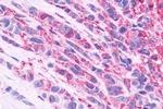 NMBR Antibody in Immunohistochemistry (Paraffin) (IHC (P))