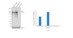 Fibronectin Antibody