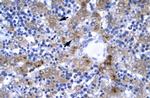 IRF9 Antibody in Immunohistochemistry (Paraffin) (IHC (P))