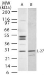 IL-27 p28 Antibody in Western Blot (WB)