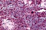 TLX Antibody in Immunohistochemistry (Paraffin) (IHC (P))