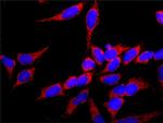 FGFR1 Antibody in Immunocytochemistry (ICC/IF)