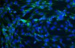 Connexin 43 Antibody in Immunocytochemistry (ICC/IF)