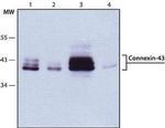 Connexin 43 Antibody in Western Blot (WB)