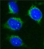 SIRT2 Antibody in Immunocytochemistry (ICC/IF)