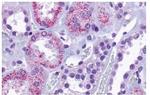 TAAR8 Antibody in Immunohistochemistry (Paraffin) (IHC (P))