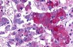 TAAR8 Antibody in Immunohistochemistry (Paraffin) (IHC (P))