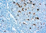 Lysozyme Antibody in Immunohistochemistry (Paraffin) (IHC (P))