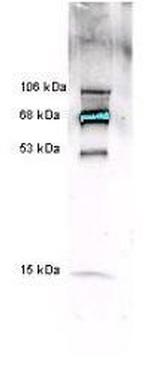 Myeloperoxidase Antibody in Western Blot (WB)