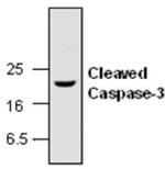 Active Caspase 3 Antibody in Western Blot (WB)
