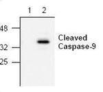 Caspase 9 (active) Antibody in Western Blot (WB)