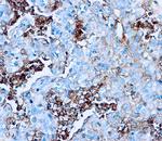 Human Serum Albumin Antibody in Immunohistochemistry (Paraffin) (IHC (P))