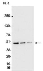 AU5 Tag Antibody in Western Blot (WB)