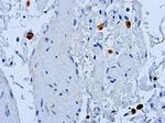 Caspase 8 Antibody in Immunohistochemistry (Paraffin) (IHC (P))