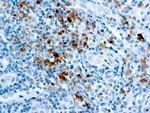 Granzyme B Antibody in Immunohistochemistry (Paraffin) (IHC (P))