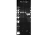 Plasminogen Antibody in Western Blot (WB)