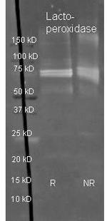 LPO Antibody in Western Blot (WB)