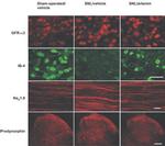 Prodynorphin Antibody in Immunohistochemistry (IHC)