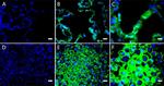 ASIC3 Antibody in Immunohistochemistry (IHC)