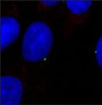 gamma Tubulin Antibody in Immunocytochemistry (ICC/IF)