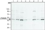 gamma Tubulin Antibody in Western Blot (WB)