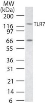 TLR7 Antibody in Western Blot (WB)