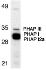 PHAP Antibody in Western Blot (WB)