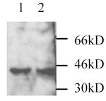 MEK3 Antibody in Western Blot (WB)