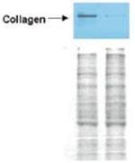 Collagen I Antibody in Western Blot (WB)