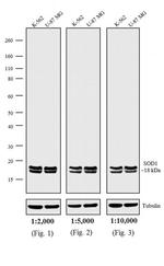 Mouse IgG (H+L) Secondary Antibody in Western Blot (WB)