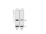 Mouse IgG (H+L) Secondary Antibody in Western Blot (WB)