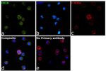 Rat IgG (H+L) Secondary Antibody in Immunocytochemistry (ICC/IF)