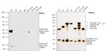 Human IgG (H+L) Secondary Antibody in Western Blot (WB)