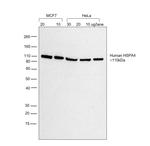 Human IgG (H+L) Secondary Antibody in Western Blot (WB)