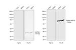 Human IgG (H+L) Secondary Antibody in Western Blot (WB)