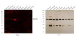 Donkey IgG (H+L) Secondary Antibody in Western Blot (WB)