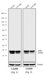 Mouse IgG (H+L) Secondary Antibody in Western Blot (WB)