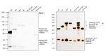 Human IgG (H+L) Secondary Antibody in Western Blot (WB)