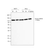 Human IgG (H+L) Secondary Antibody in Western Blot (WB)