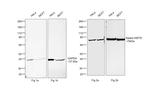 Human IgG (H+L) Secondary Antibody in Western Blot (WB)