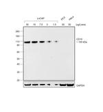 Goat IgG (H+L) Secondary Antibody in Western Blot (WB)