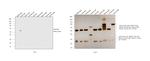 Goat IgG (H+L) Secondary Antibody in Western Blot (WB)