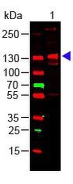 Collagen III Antibody in Western Blot (WB)