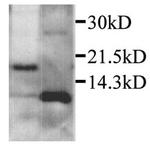 CXCL2 Antibody in Western Blot (WB)