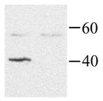 GNAI2 Antibody in Western Blot (WB)