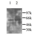 CX3CL1 Antibody in Western Blot (WB)