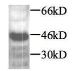 TGF beta-1 Antibody in Western Blot (WB)