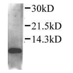 CCL4 Antibody in Western Blot (WB)