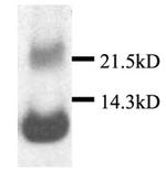 CXCL13 Antibody in Western Blot (WB)